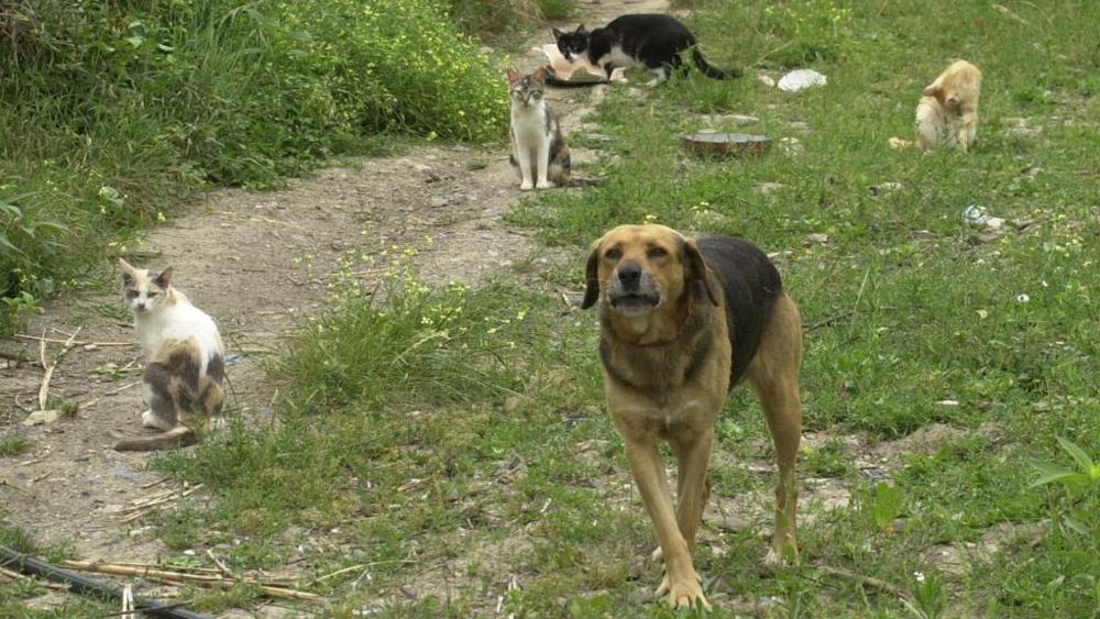 Cane insieme a gatti randagi