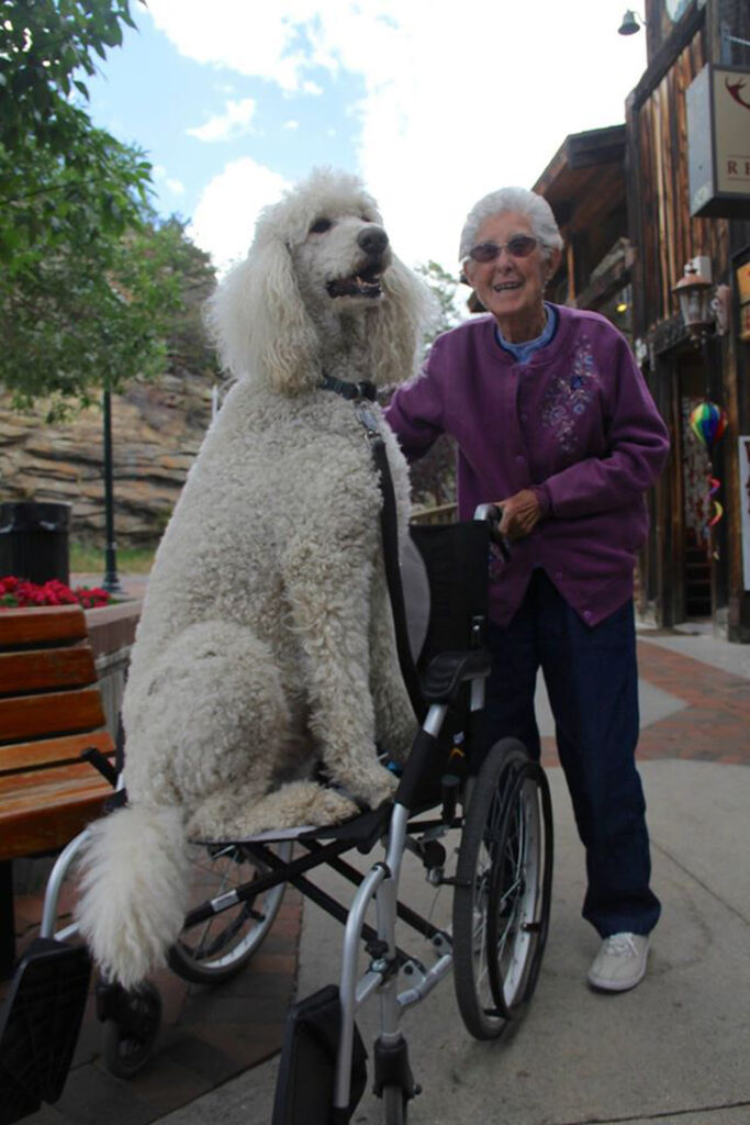 Cane insieme ad una donna anziana