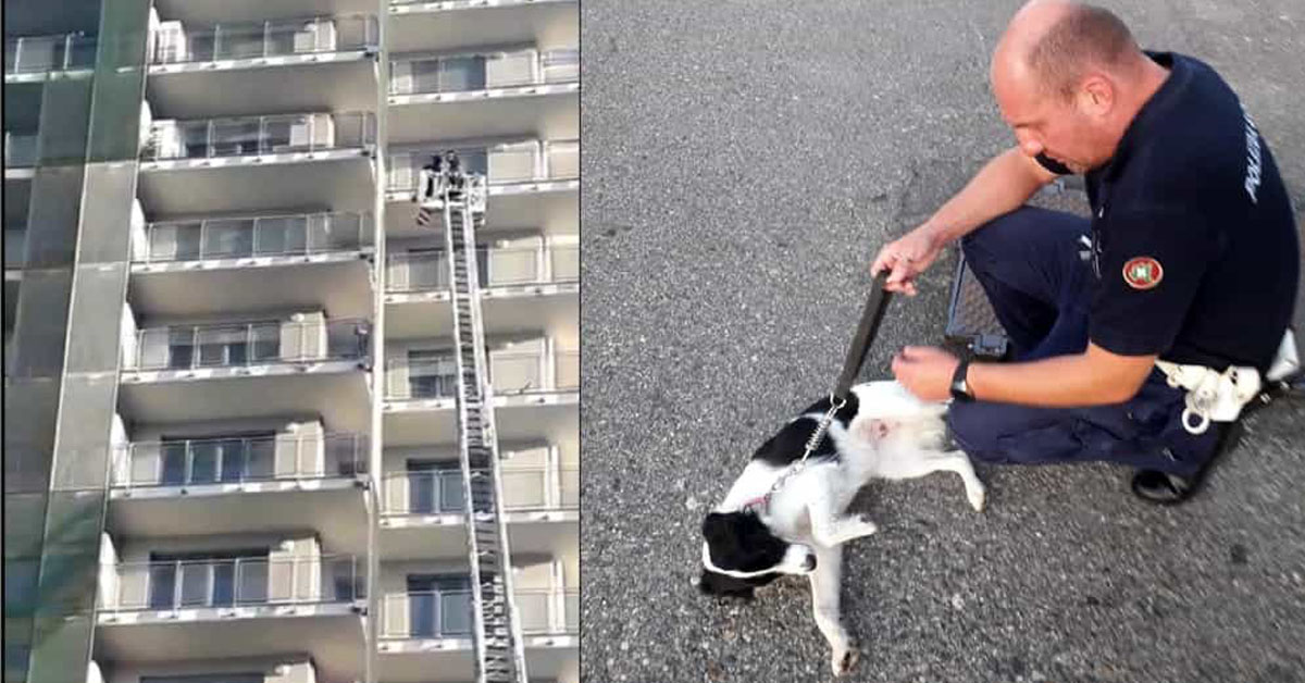 Milano: cane lasciato in un balcone al 12 piano sotto il sole