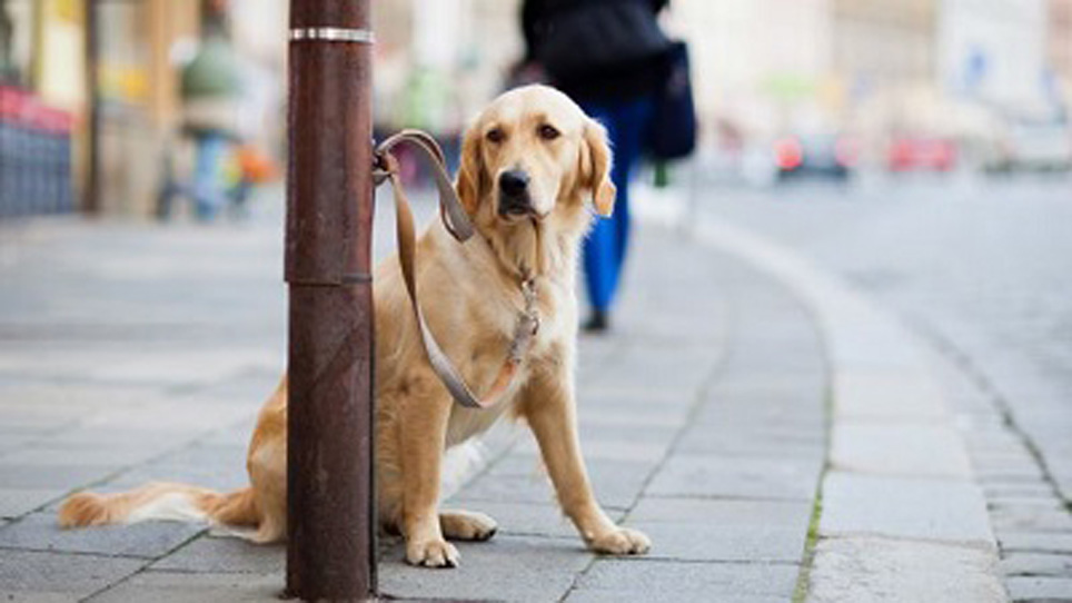 Cane legato ad un palo