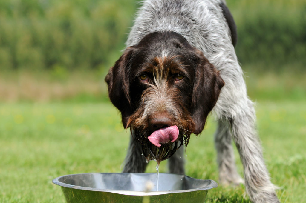 Cane mentre beve