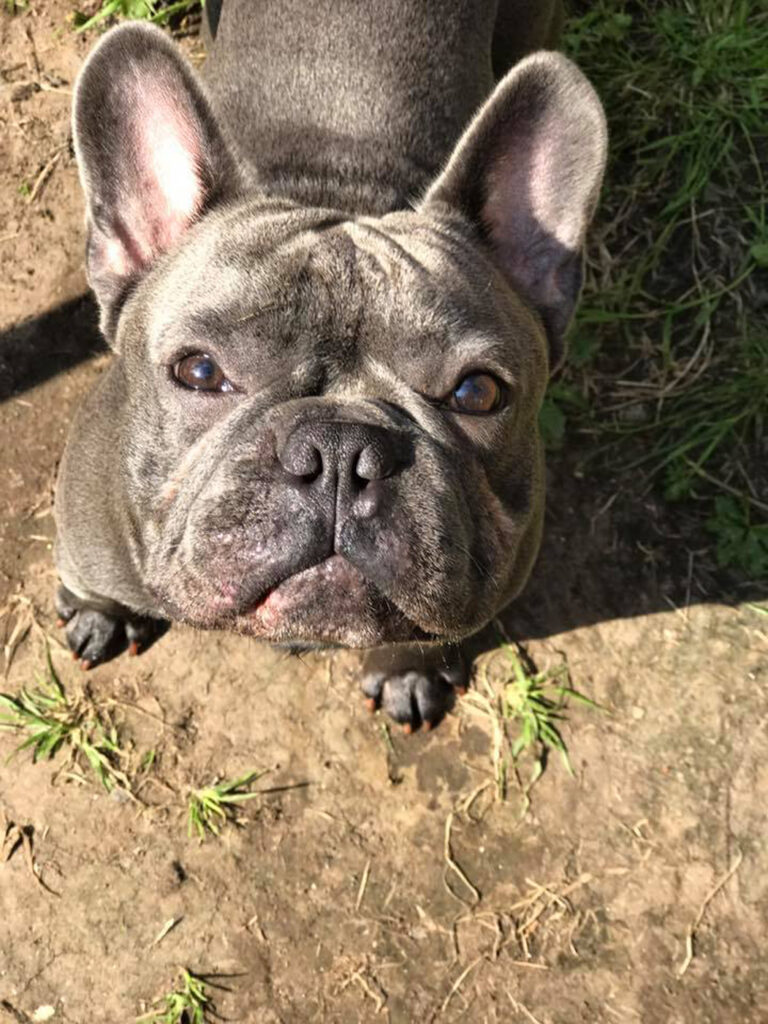 Cane nero che guarda in alto