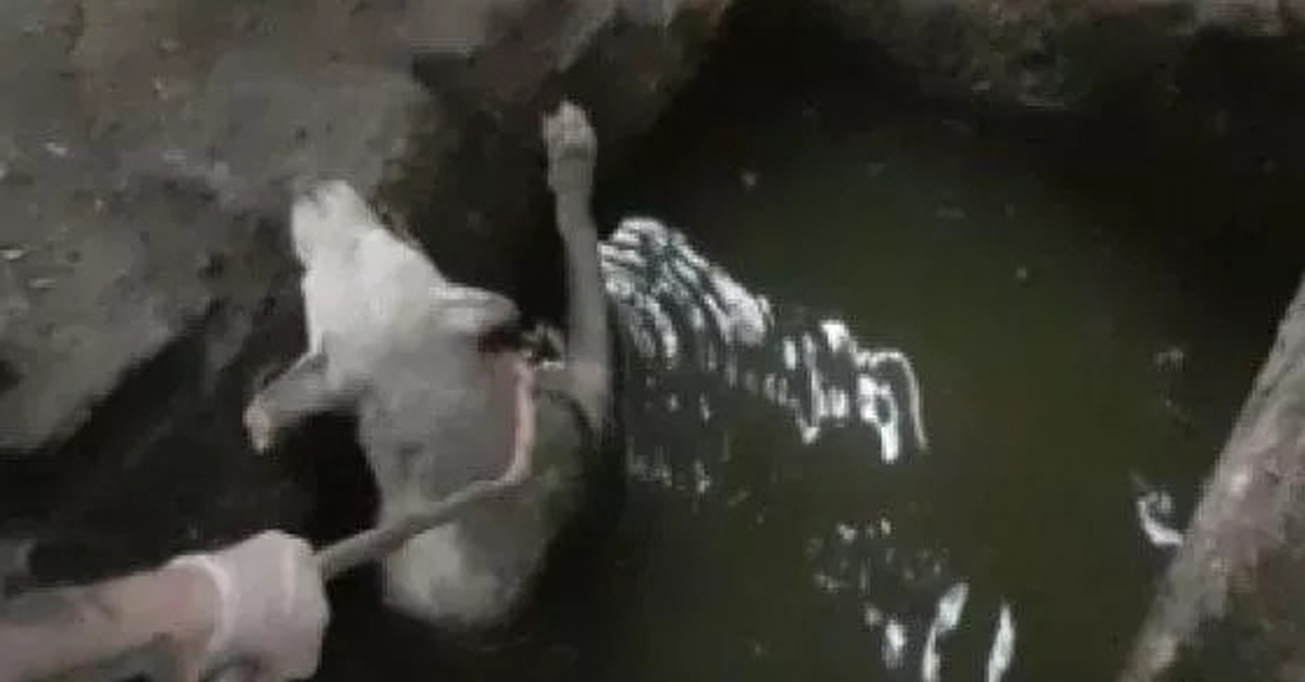 Bari, cane intrappolato in una buca d’olio: salvato da 4 ragazzi