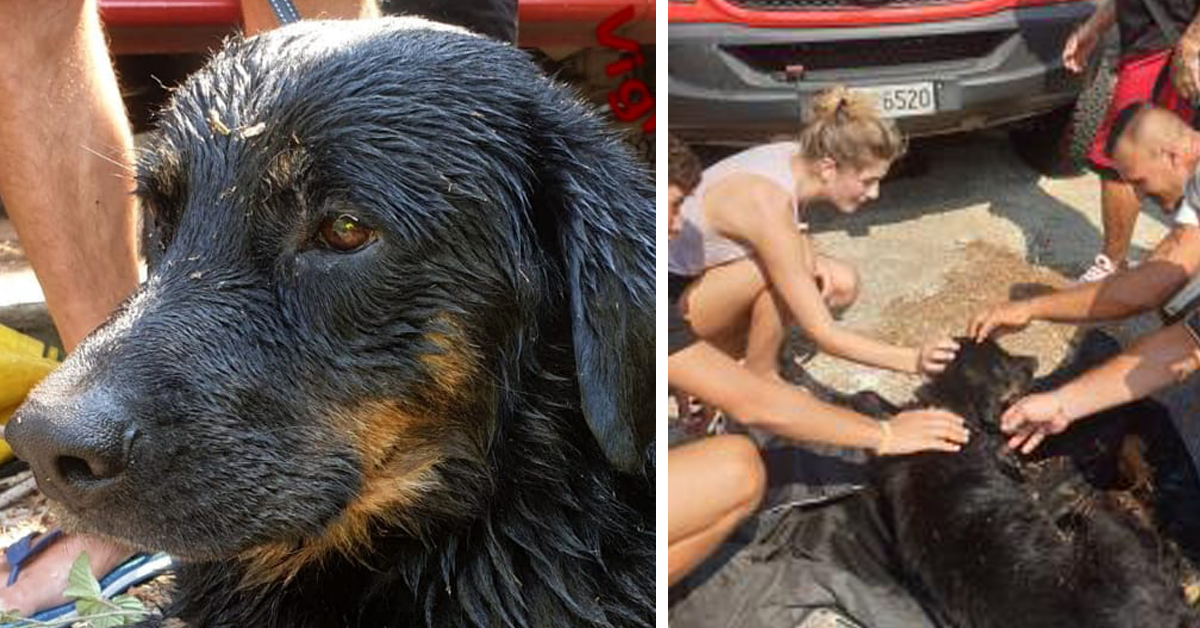 Roma: cane caduto in un canale salvato dai Vigili del Fuoco