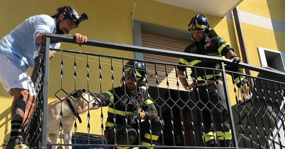 Savona: cane lasciato sul balcone di casa sotto il sole