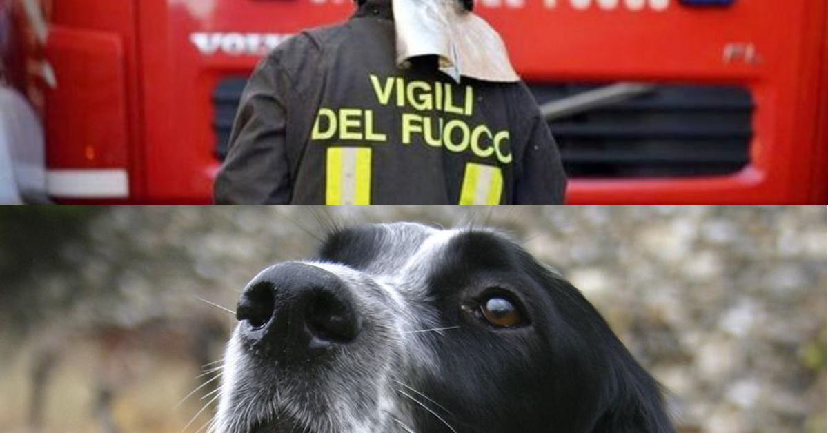 Feltre, cane privo di sensi a causa di un incendio: salvato dai Vigili del Fuoco