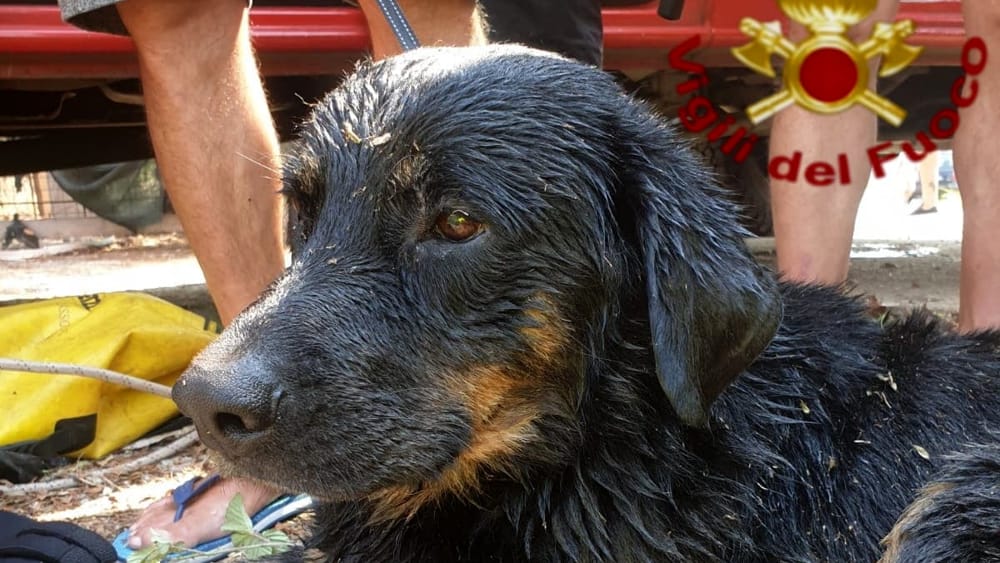 Cane salvato dai vigili del fuoco