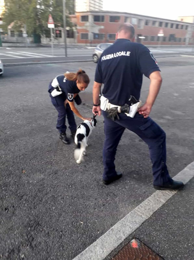 Cane salvato dalla polizia locale