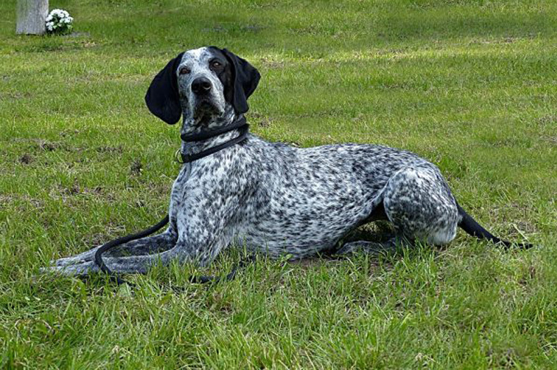 Cane sdraiato in un prato