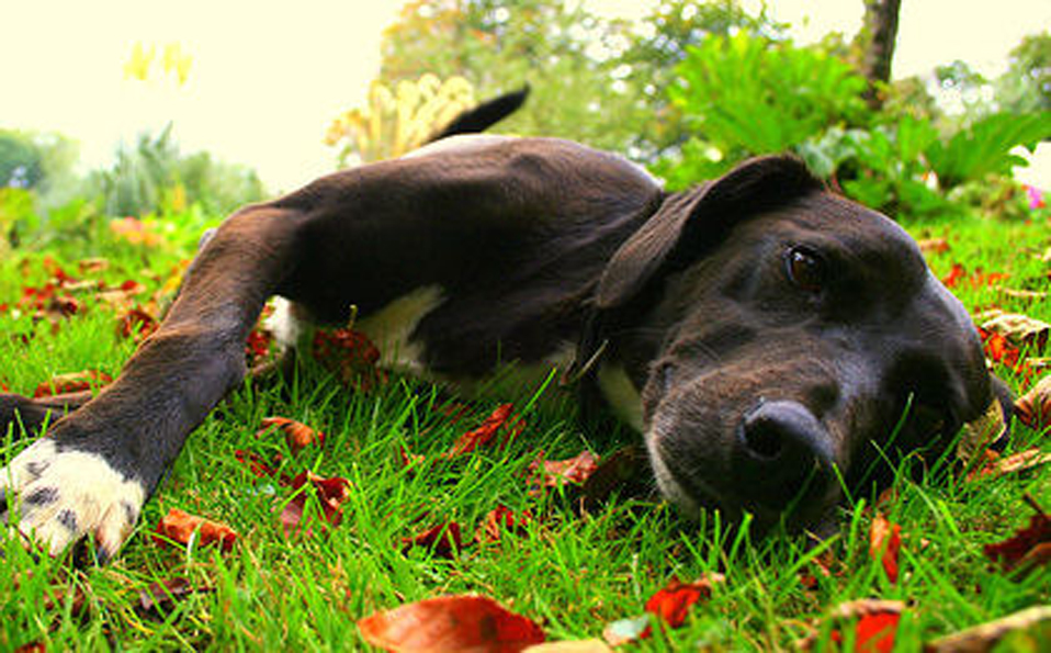 Cane sdraiato nell'erba