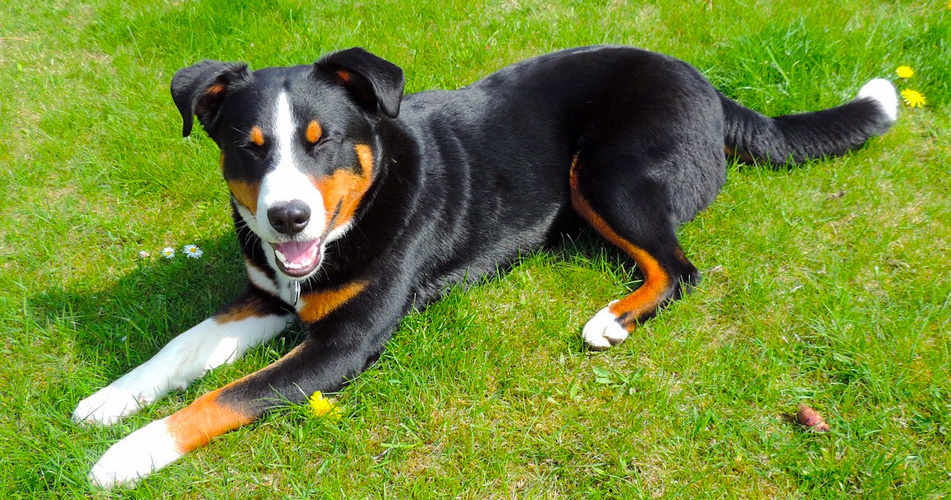 Cane sdraiato nell'erba