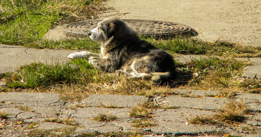 Cane sdraiato per la strada