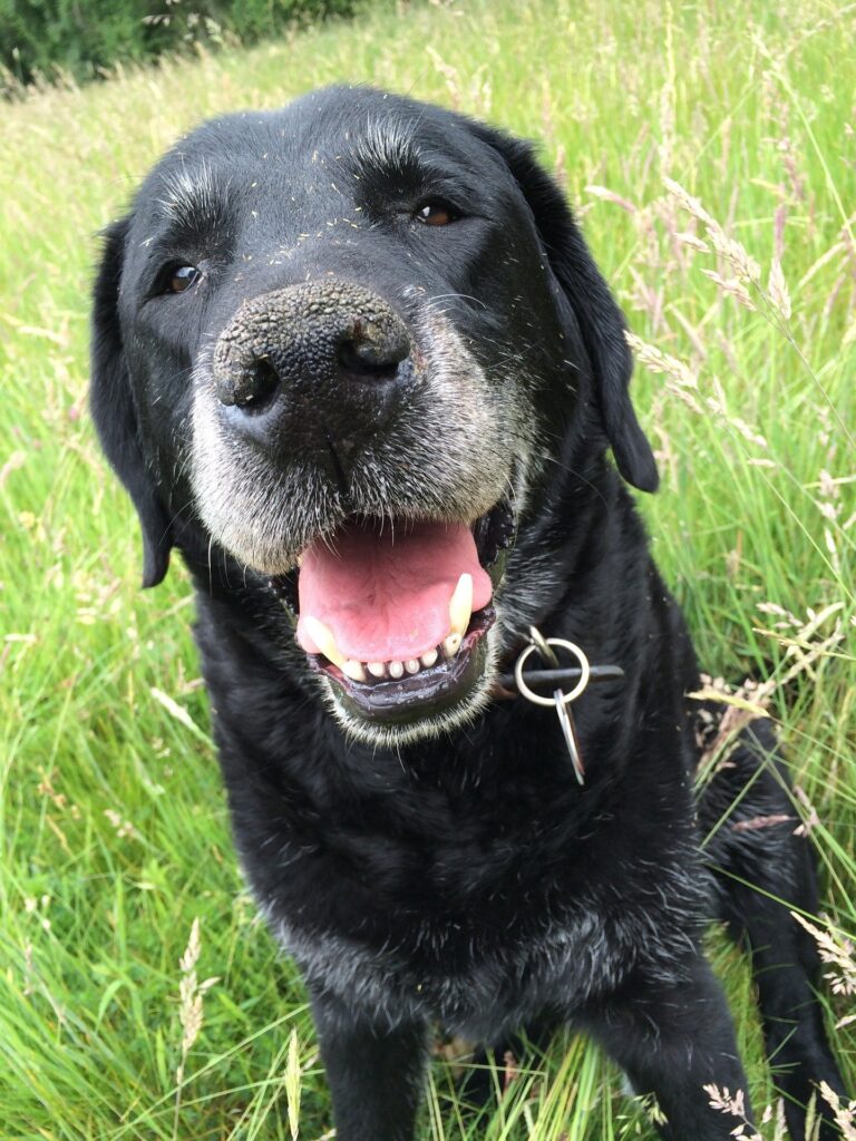 Cane seduto in un prato