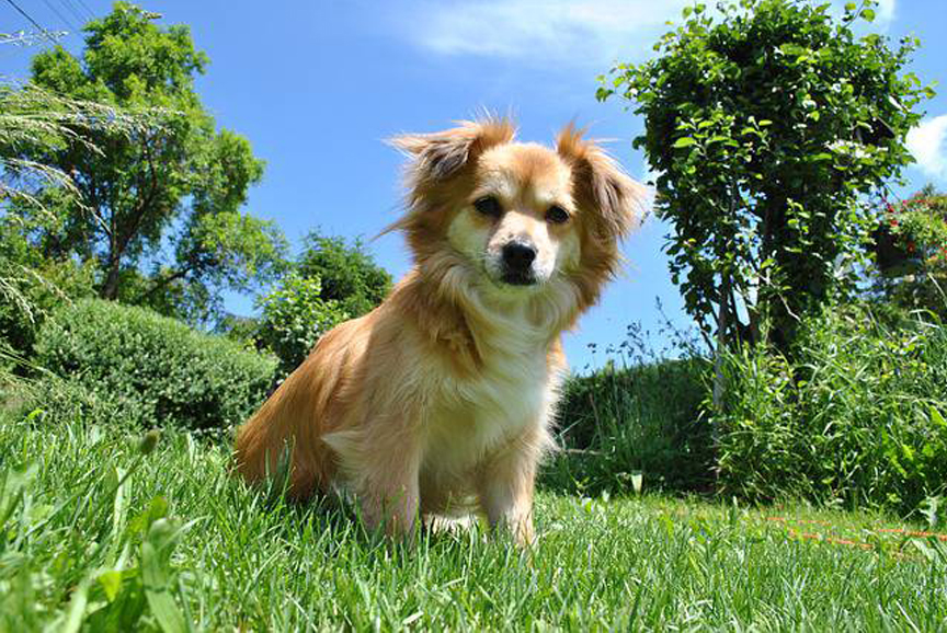 Cane seduto su un prato