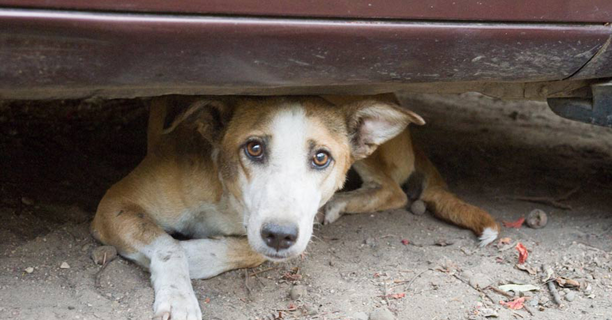 Bari: cane randagio ustionato con olio bollente