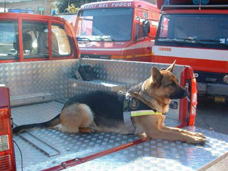 Cane su furgone dei vigili del fuoco