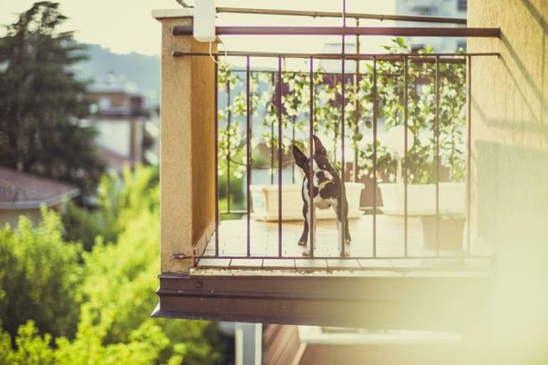 Cane su un balcone