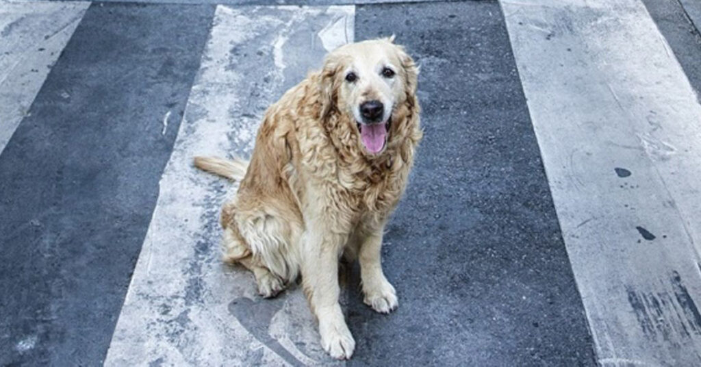 Cane sulle strisce pedonali