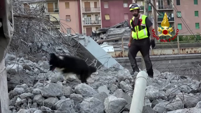 Cane tra le macerie