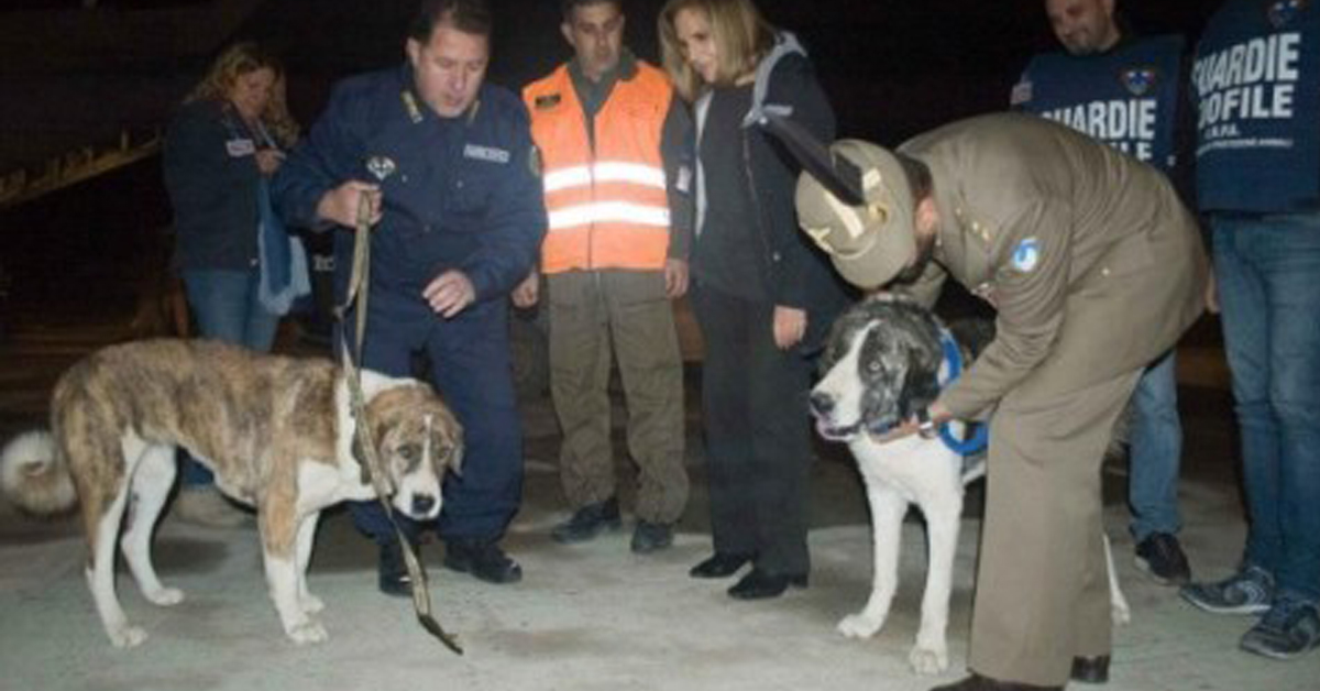 Bruno e Chiara, i due cani soldato che hanno una nuova vita