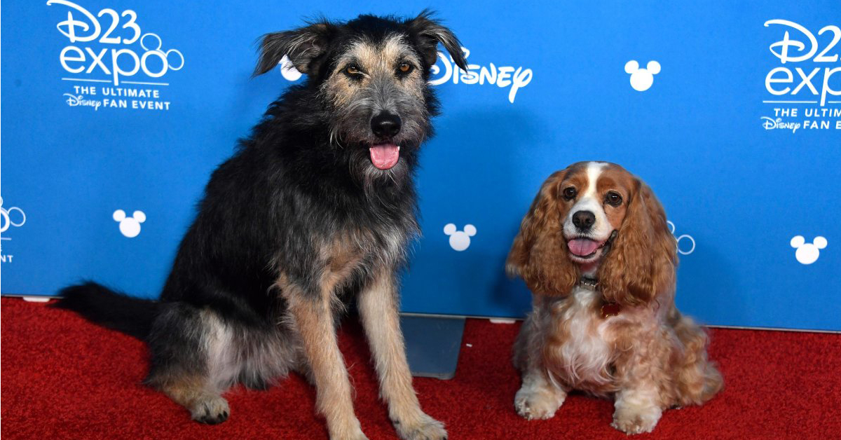 Monte, il cane che dal canile è arrivato a Hollywood recitando in “Lilli e il Vagabondo”