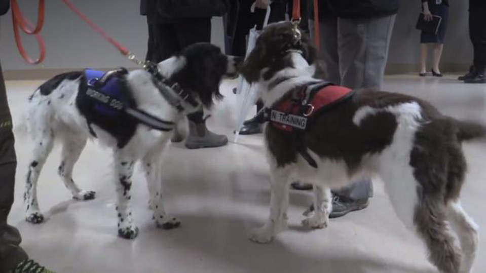 Cani che lavorano in ospedale