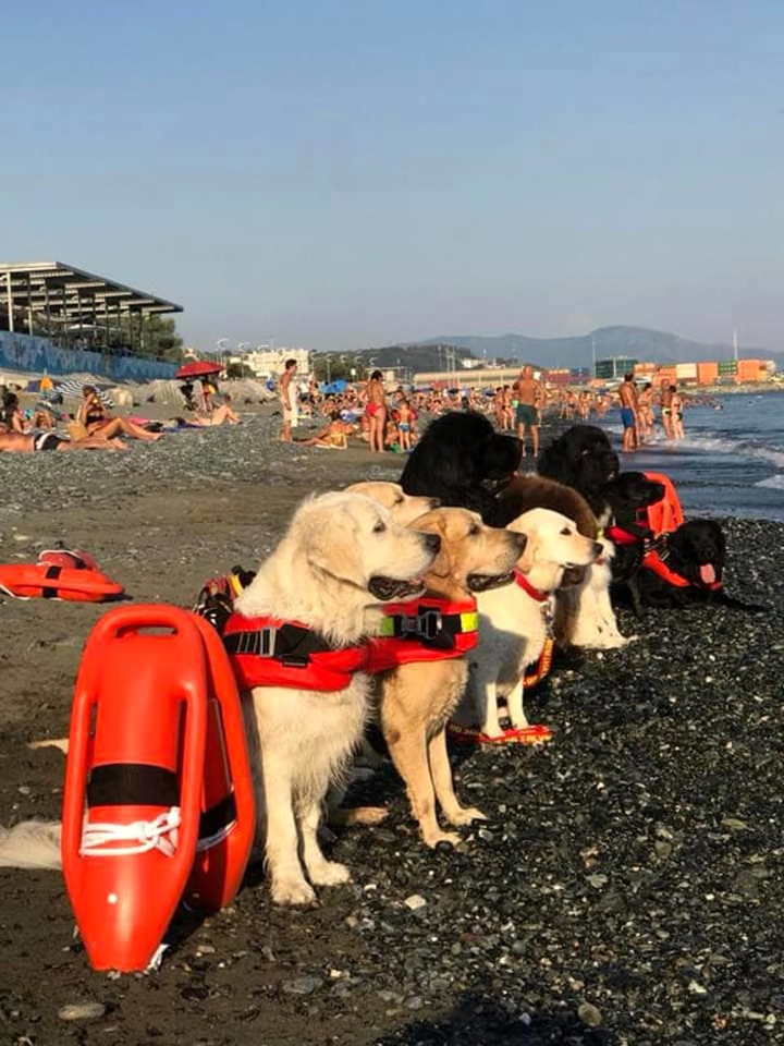 Cani da soccorso della Scuola Italiana di salvataggio