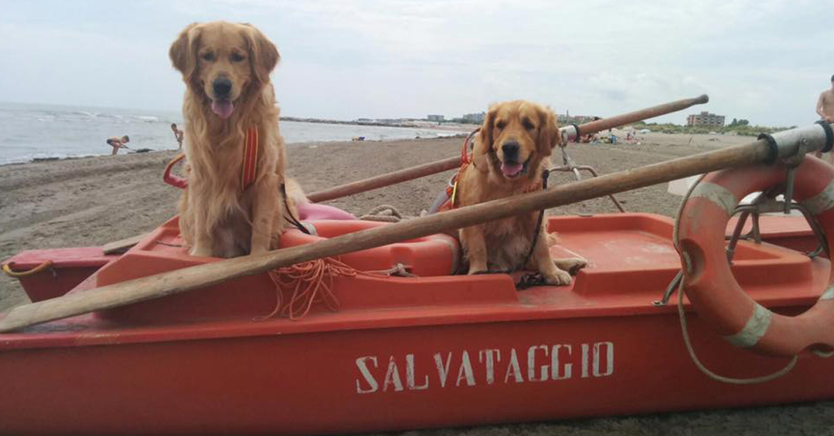 Voltri (GE): cane bagnino salva un bambino in difficoltà con il mare mosso