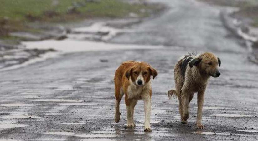 Cani randagi che camminano