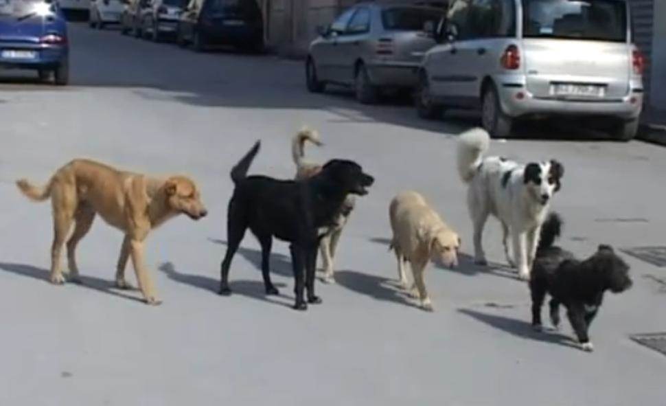 Cani randagi per la strada