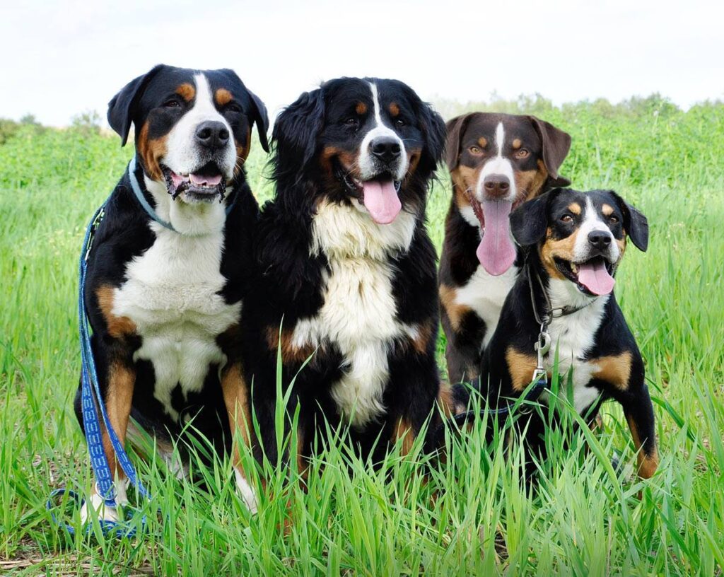 Cani seduti che guardano