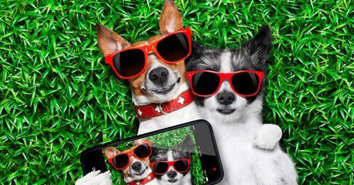Cani social: i quattrozampe più buffi e famosi di Instagram