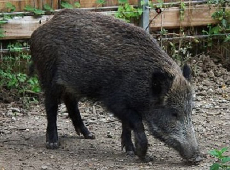 Cinghiale che mangia