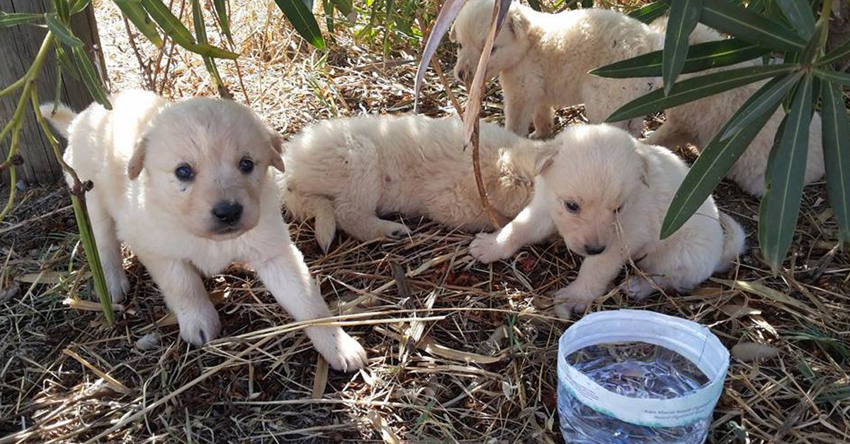 Avellino: cuccioli di cane abbandonati, un uomo cade dalla moto per salvarli