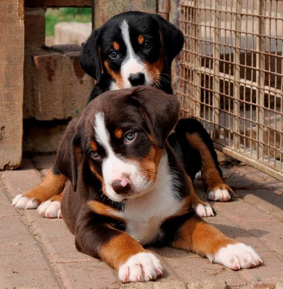 Cuccioli di cane che osservano