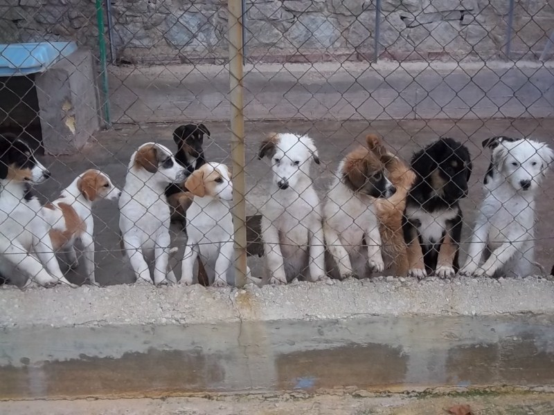 Cuccioli di cane dietro ad una rete