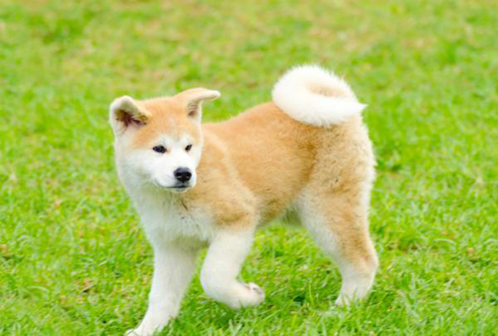 Cucciolo di cane Akita