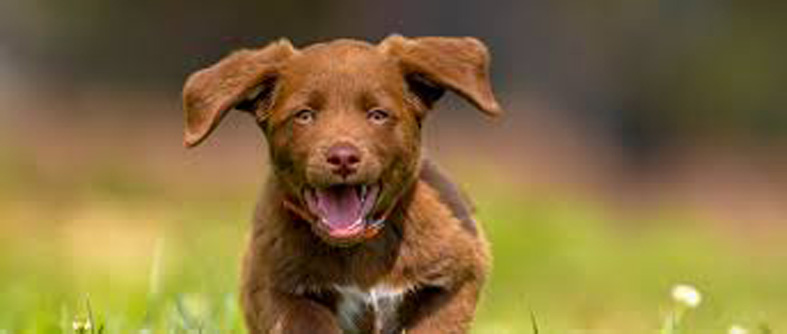 Cucciolo di cane che corre