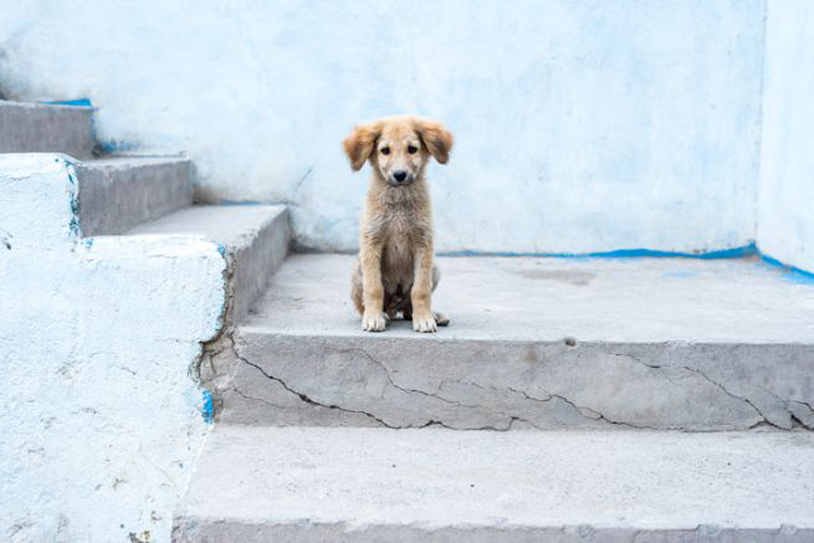 Cucciolo di cane che osserva