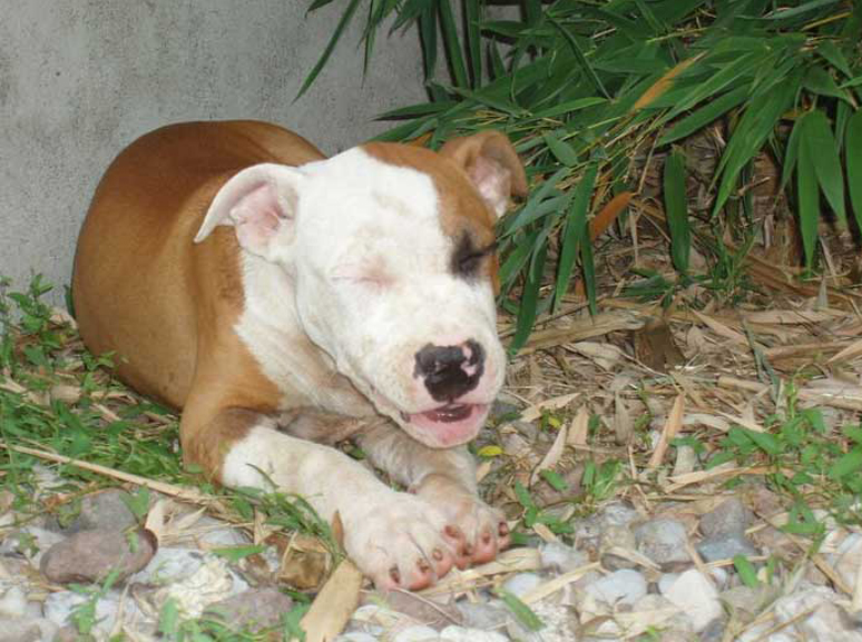 Cucciolo di cane con gli occhi chiusi