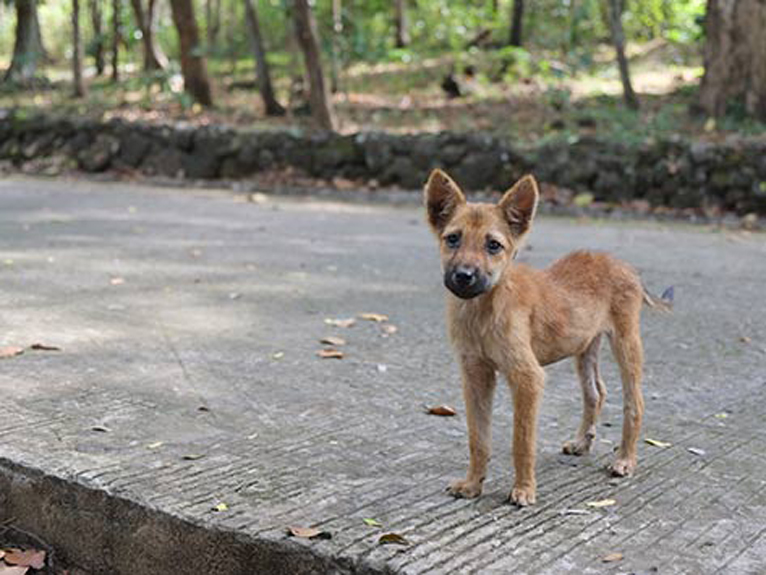 Cucciolo di cane randagio