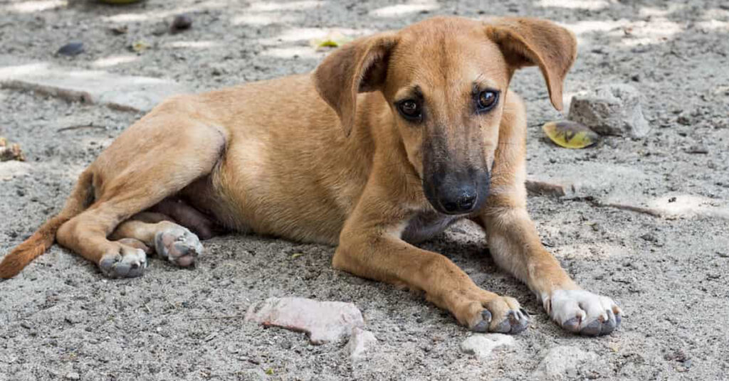 Cucciolo di cane randagio