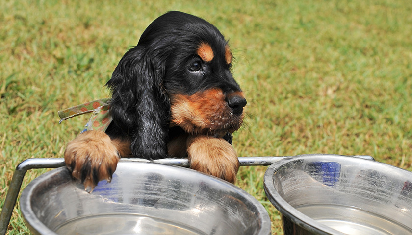 Cucciolo di cane vicino alle ciotole dell'acqua