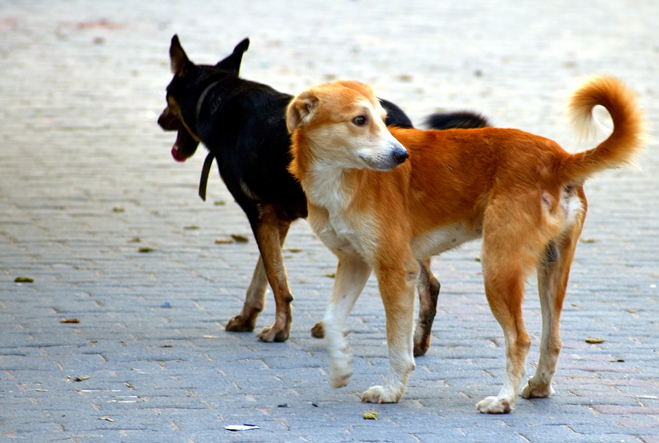 Due cani che camminano in strada