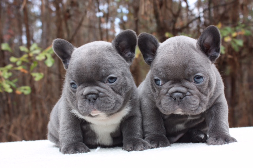 Due cucciolo di cane nella neve