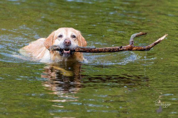 divertimento per il cane