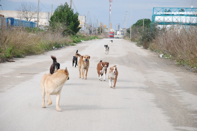 Gruppo di cani randagi