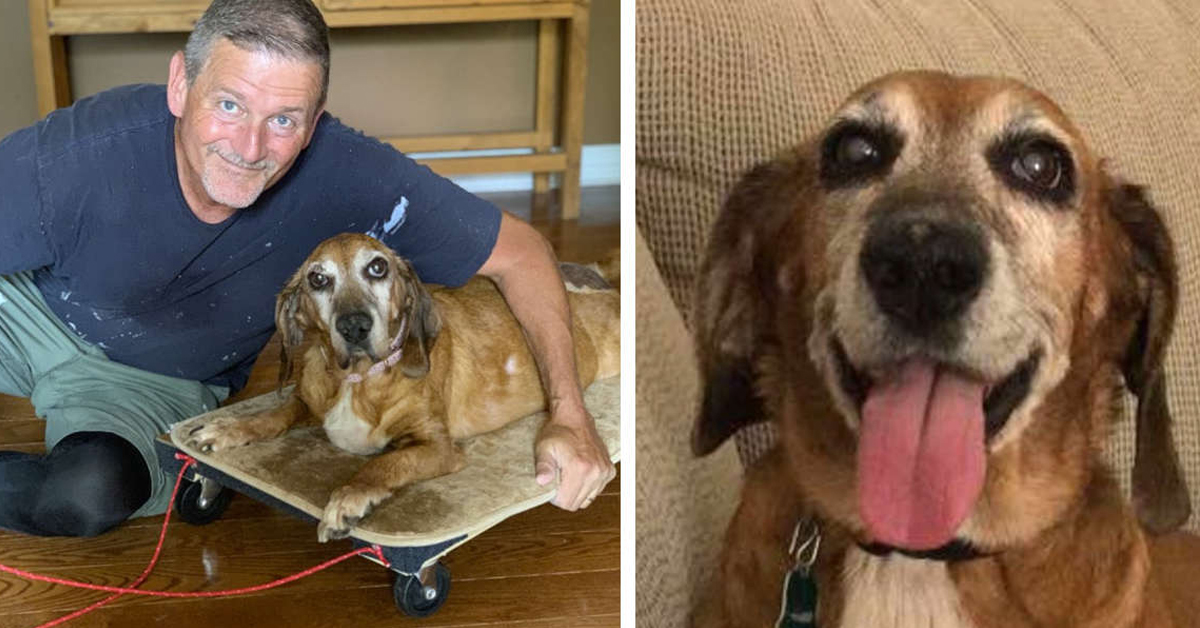 Kaylee, la cagnolina che può di nuovo camminare grazie al suo proprietario