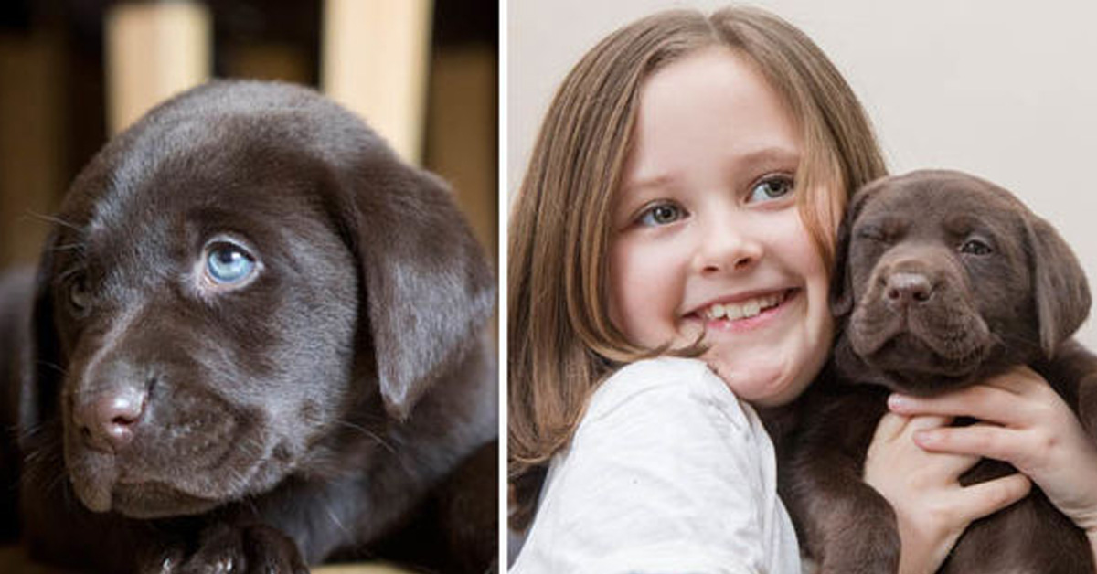 Bailie: il cane che ha cambiato la vita ad una bambina autistica