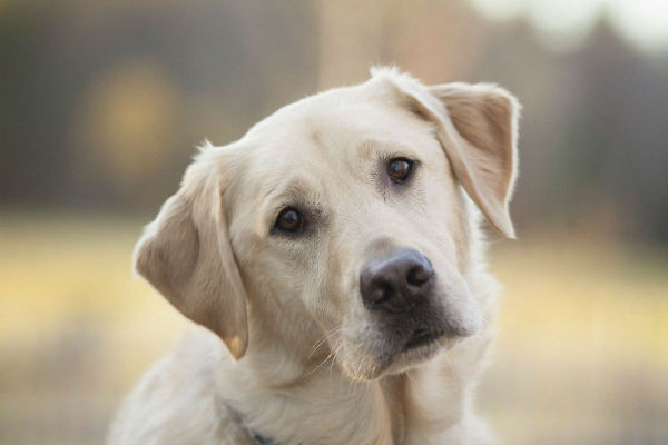 cane che guarda